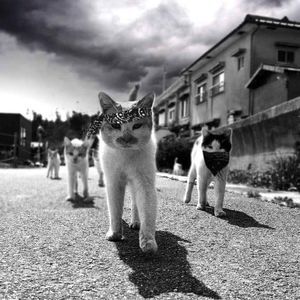 Meet your Posher, Shelby